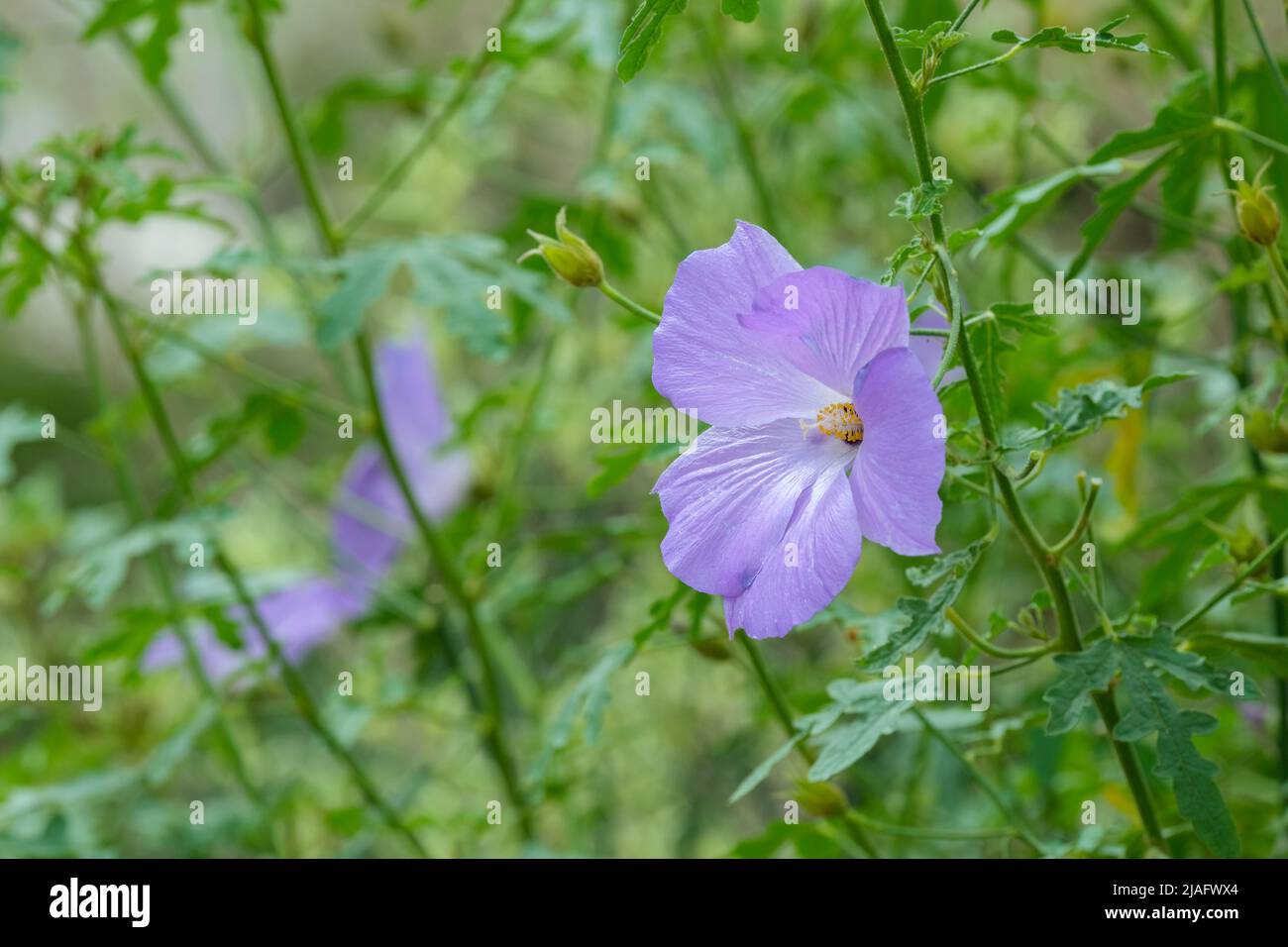 Alyogyne huegelii, hibiscus bleu, hibiscus lilas, hibiscus huegelii. Fleur lilas pâle Banque D'Images