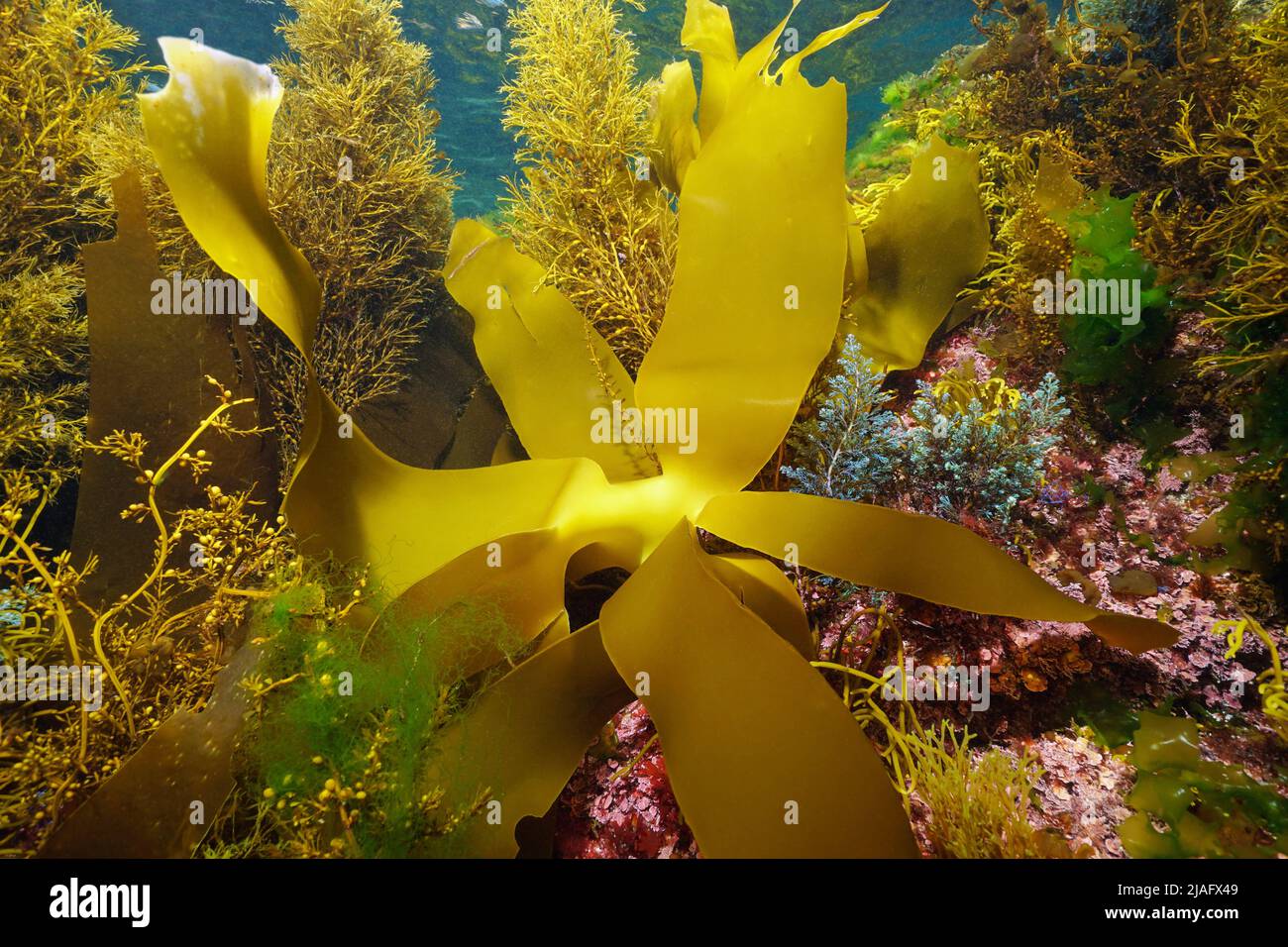 Diverses algues marines sous l'eau, algues marines de l'Atlantique, Espagne Banque D'Images