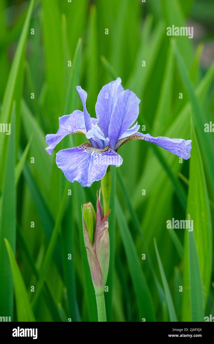 Iris sibirica 'Ego'. Iris sibérien 'Ego'. Iris bleu pâle Banque D'Images