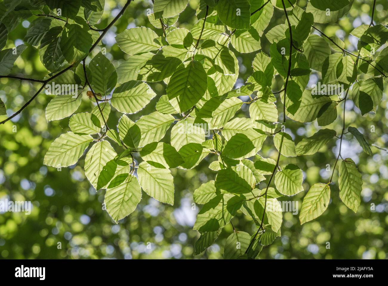 Masse de feuilles de Beech / Fagus sylvatica dans le couvert d'arbres illuminés par le soleil. Bois de hêtre utilisé pour la fabrication de meubles. Jeunes feuilles comestibles et plantes utilisées à des fins médicales. Banque D'Images