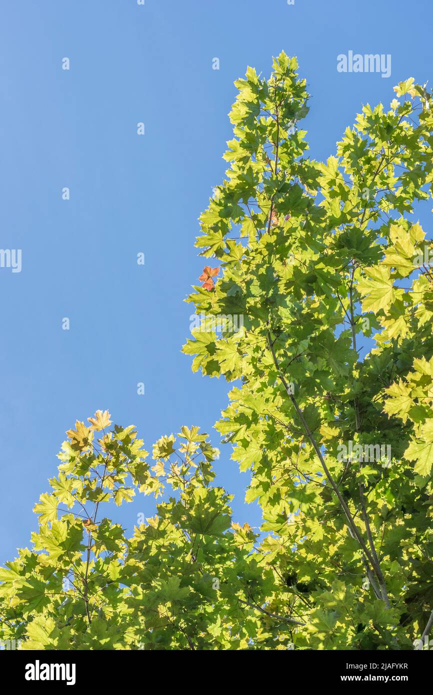 Feuillage / feuilles de Sycamore / Acer pseudoplatanus en plein soleil d'été. Membre de la famille de l'érable utilisé pour les plantes médicinales. Soleil à travers les feuilles Banque D'Images