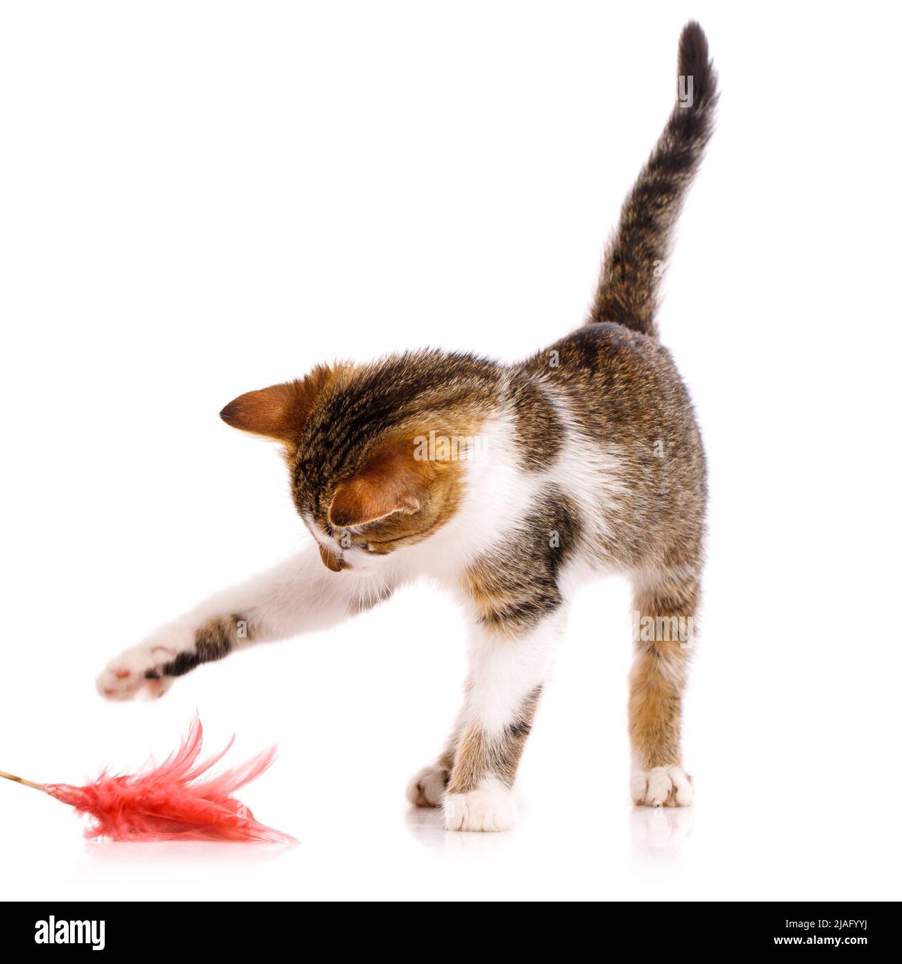 Animal de compagnie espiègle gros plan.petit chaton à poil court avec une queue relevée est intéressé par la patte attrape un jouet avec des plumes roses sur un fond blanc. Banque D'Images