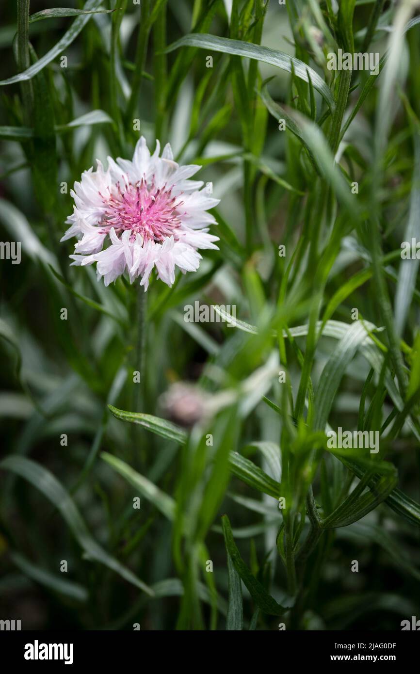 Vue rapprochée d'une délicate fleur rose poussant dans un jardin à Newquay, en Cornouailles, en Angleterre, au Royaume-Uni. Banque D'Images