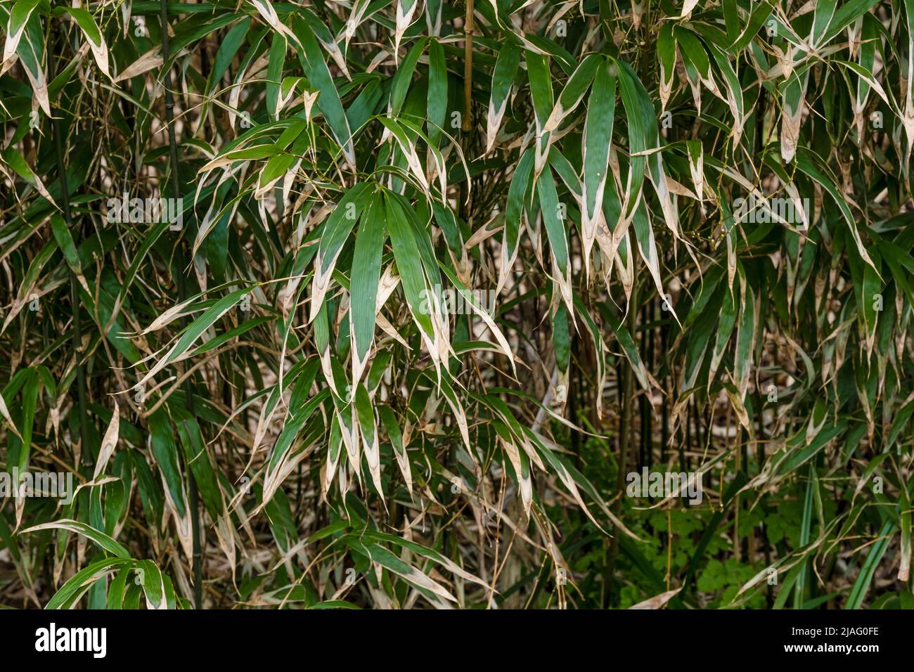 Les feuilles de Bambusa Pseudasosa Japonica Arrow Bamboo se transformant en brun. Banque D'Images