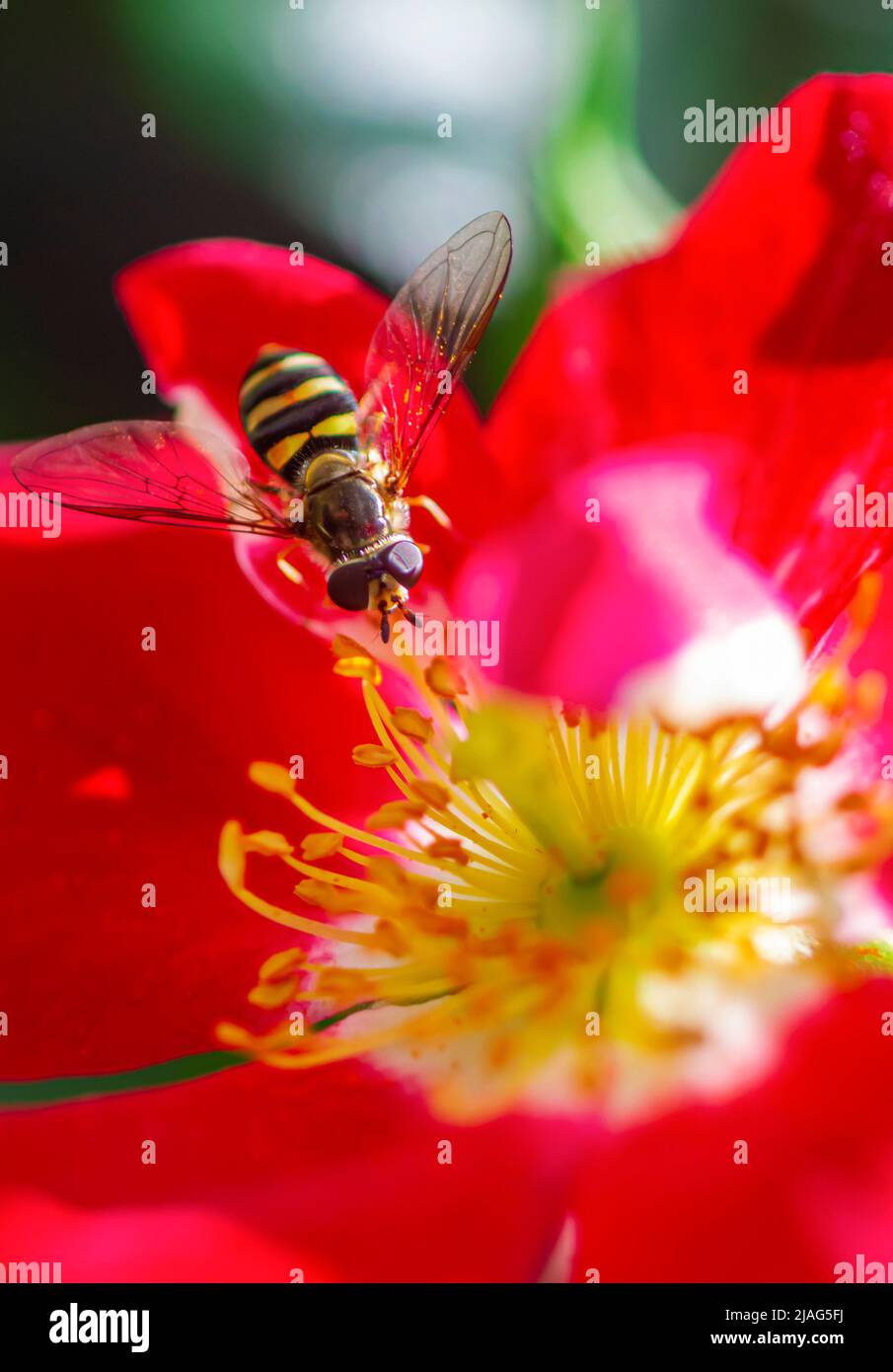 Une veste jaune mange le nectar et le pollen d'une fleur rouge. Banque D'Images