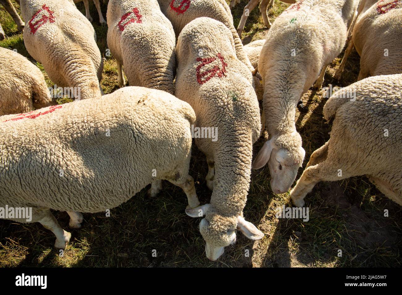 Moutons de marque Banque de photographies et d'images à haute résolution -  Alamy