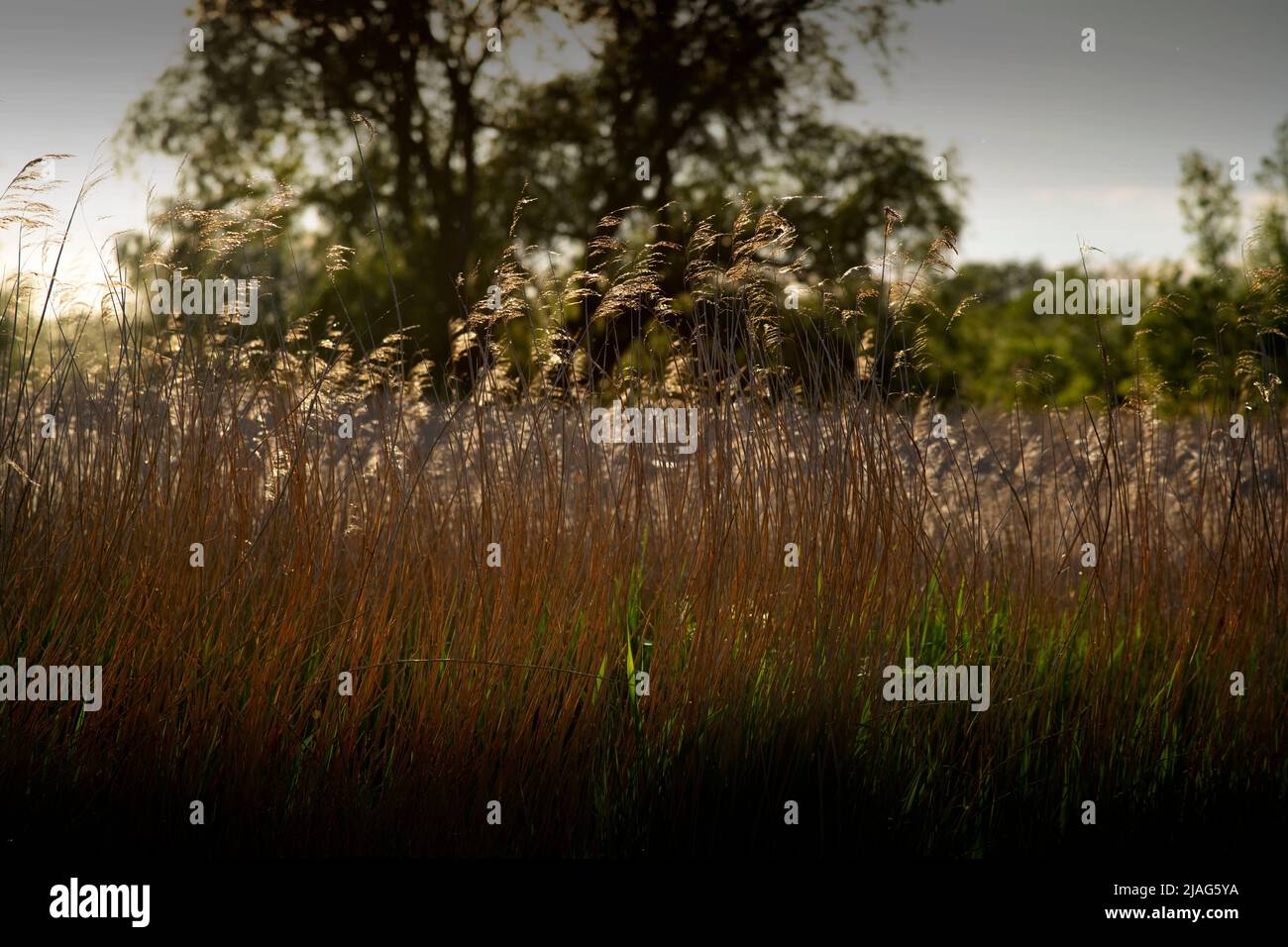 Norfolk Broads Norfolk England May 2022 Reed Bank at Dawn at How Hill on the River Ant, The Broads (connu à des fins de marketing sous le nom de The Broads Nationa Banque D'Images