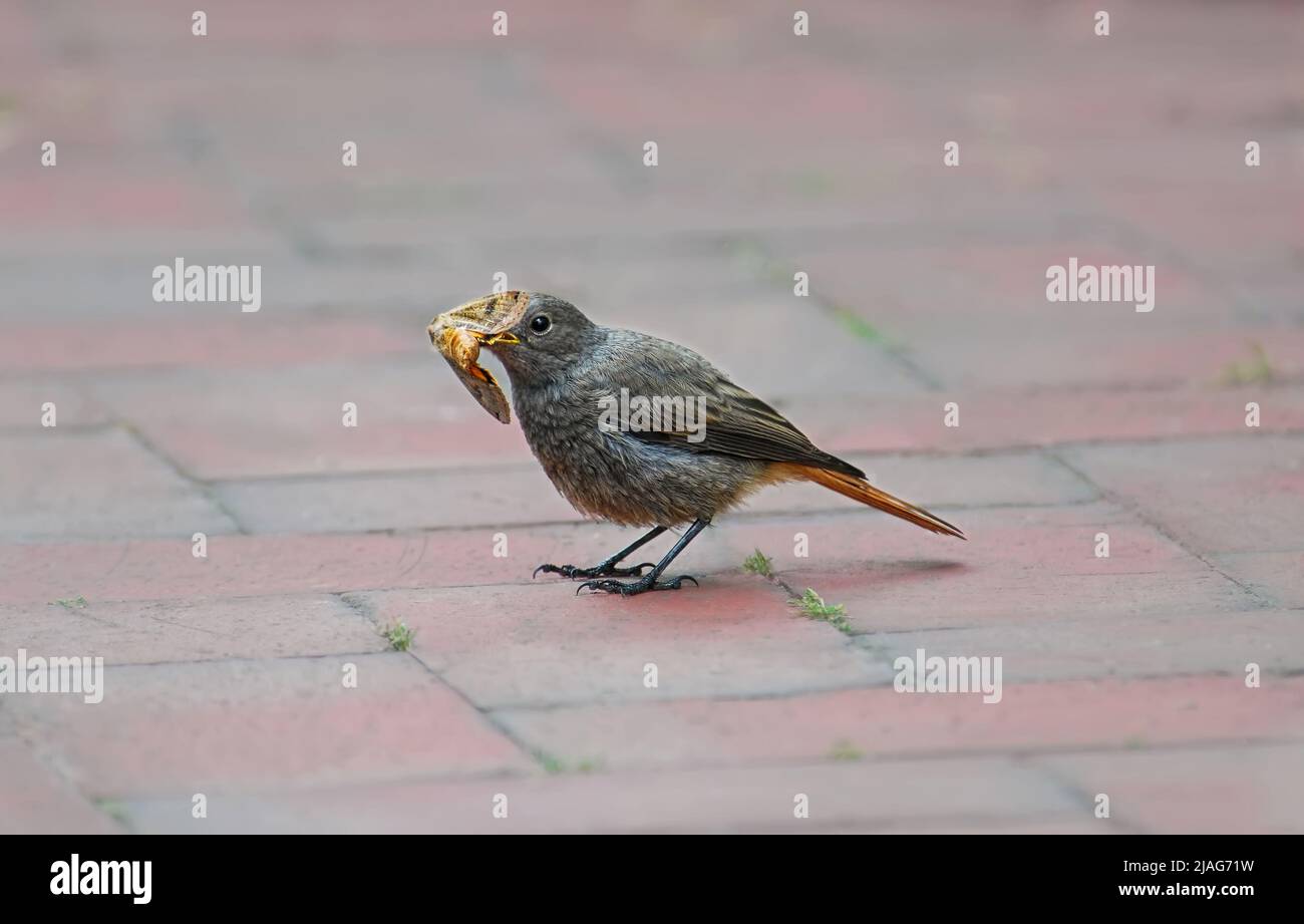 La jeune naine noire européenne, Phénicurus ochruros, tient une grande teigne jaune, Noctua pronuba, dans son bec, sur un jardin de patio, en Allemagne Banque D'Images