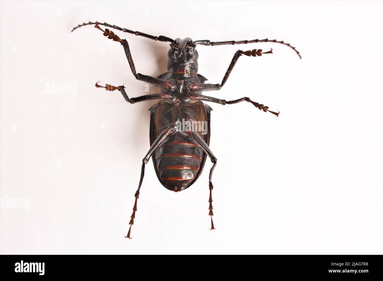 L'insecte de la mort à l'envers photo isoler sur fond blanc vue de dessus Banque D'Images