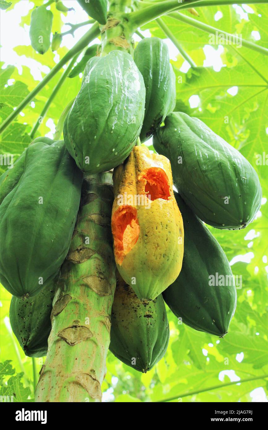 Fruits de papaye verts sur l'arbre une papaye mûre a été mangée d'un animal. Photo Banque D'Images