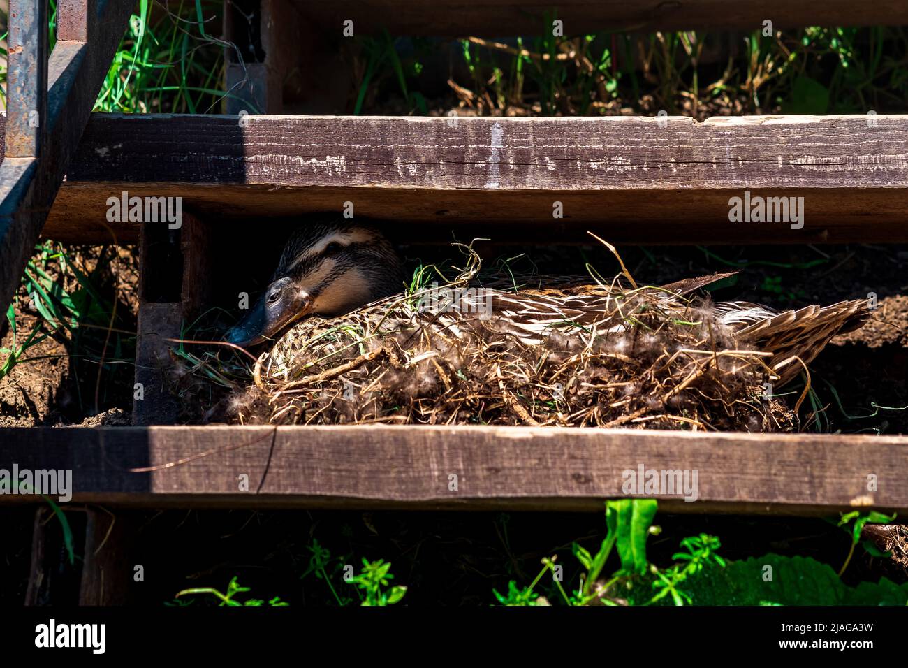 le canard collard nichent entre les marches des escaliers Banque D'Images