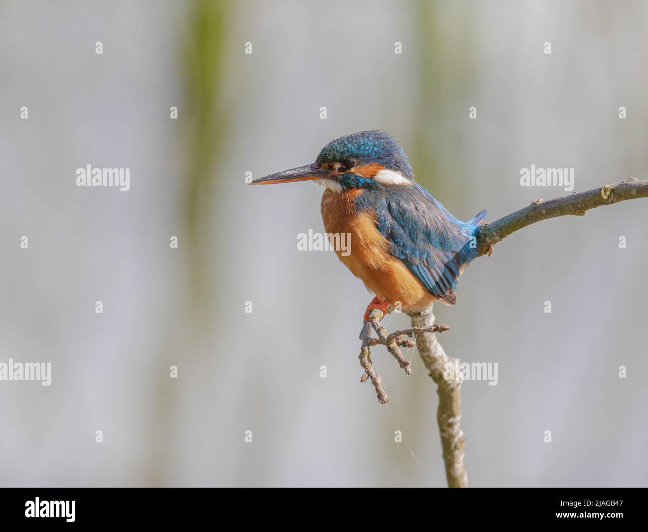 Kingfisher de couleur vive, à côté, sur une branche avec un fond pastel clair. Suffolk , Royaume-Uni. Banque D'Images