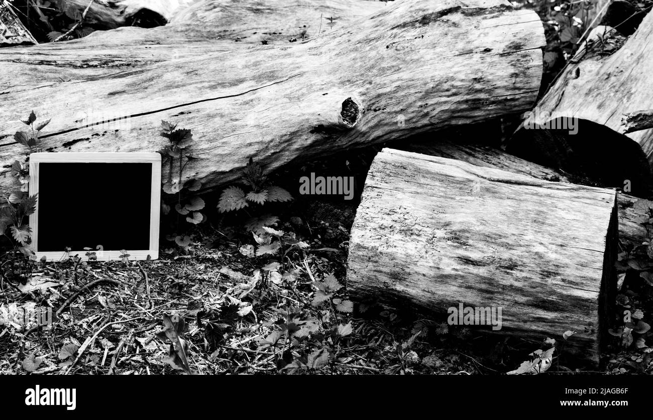 Un tableau noir vierge (tableau noir) avec cadre en bois et troncs d'arbre et des bûches, pour écrire vos messages environnementaux sur - stock photographie Banque D'Images