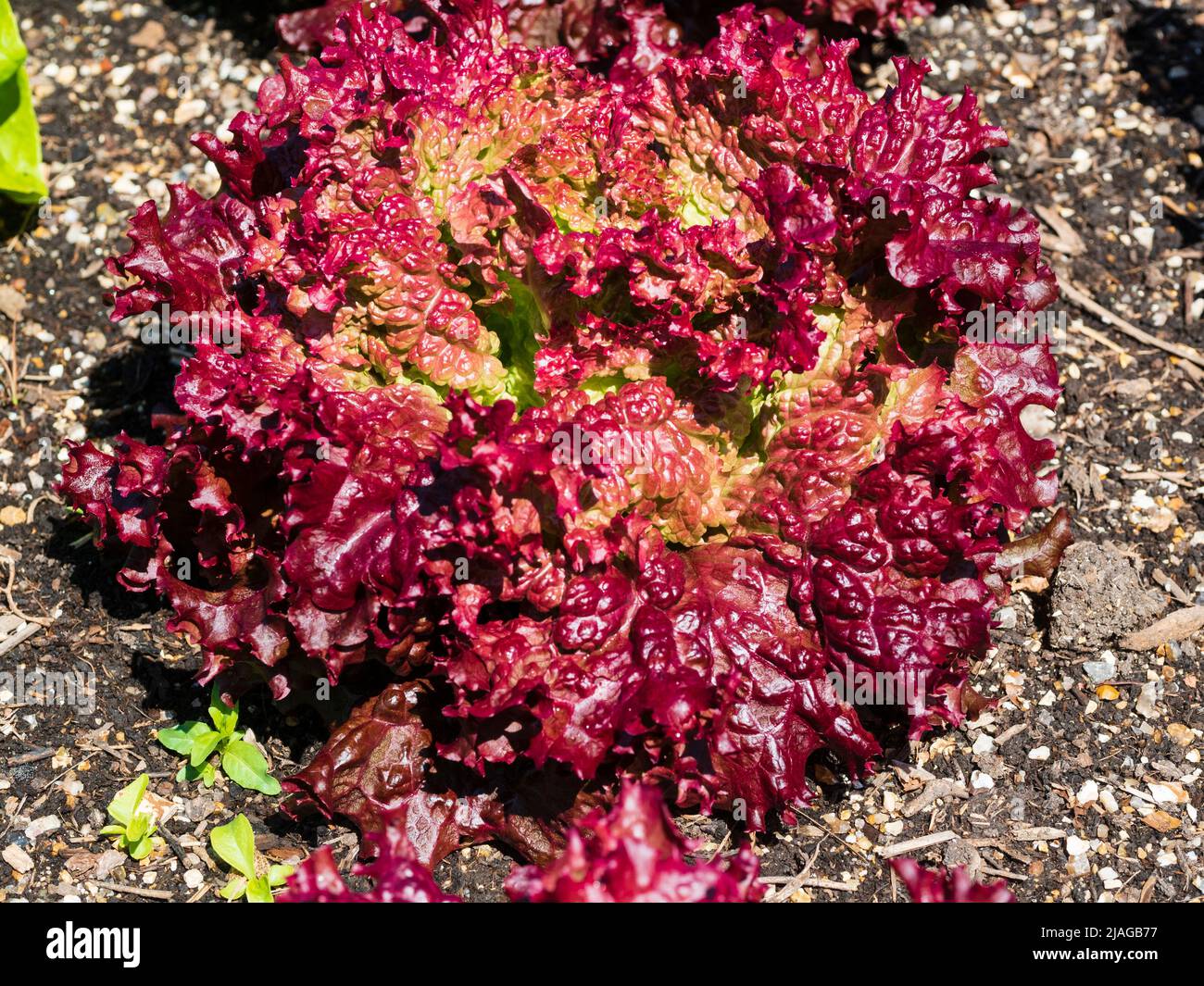 Feuilles rouges de salade de laitue, Lactuca sativa 'Lollo Rosso' dans un jardin de cuisine Banque D'Images