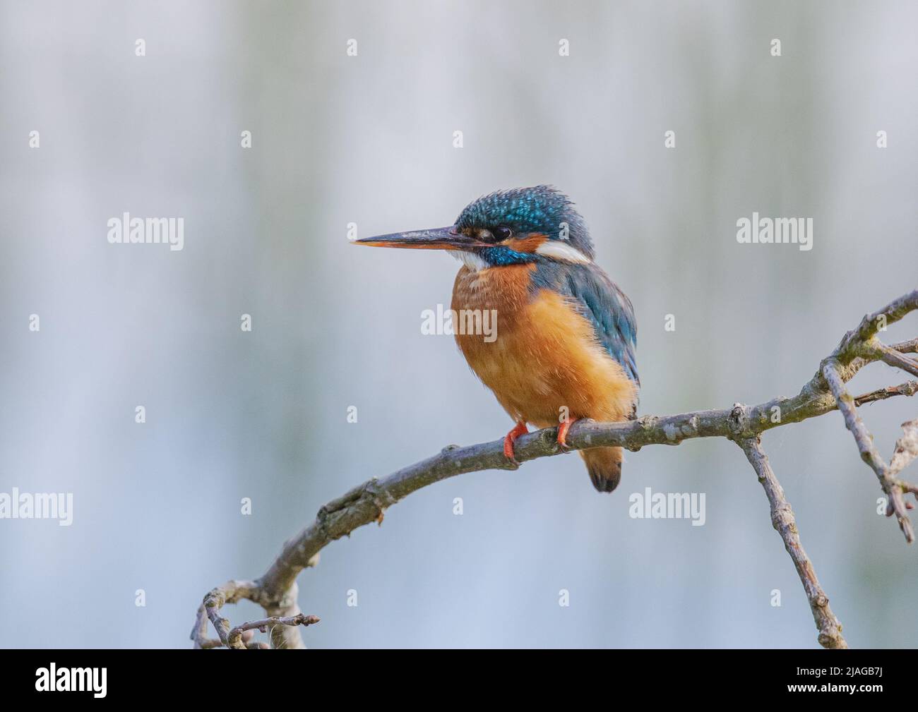 Une pose classique . Kingfisher de couleur vive sur une branche avec un fond pastel clair. Suffolk , Royaume-Uni. Banque D'Images
