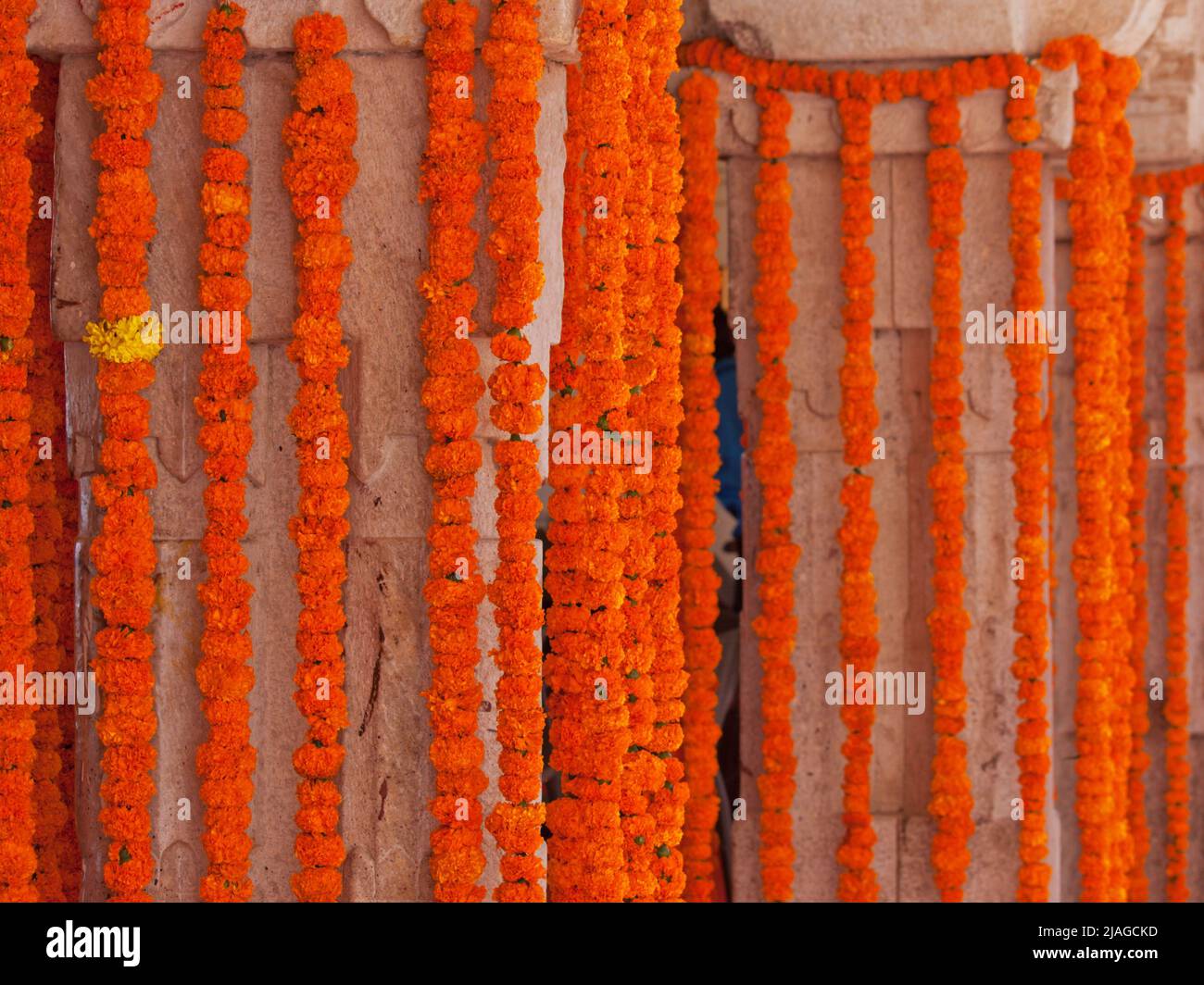 Décorations composées de têtes de fleurs de marigold en strung lors d'une célébration de mariage hindoue Banque D'Images