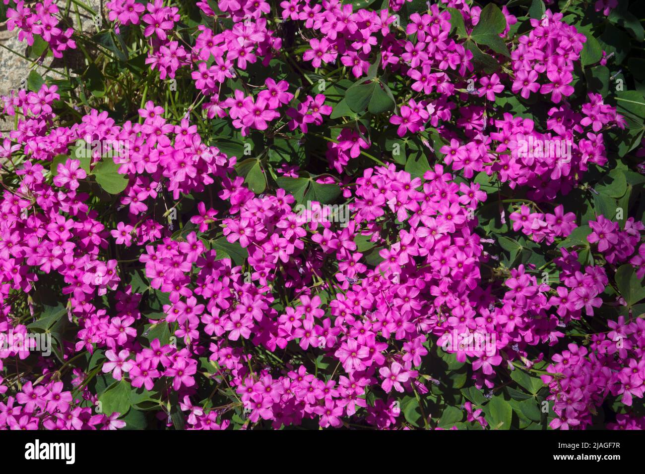 Fleurs violettes. Banque D'Images
