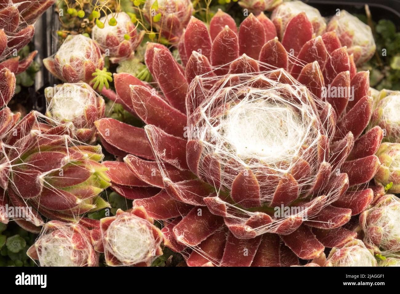 Poules et poussins, Sempervivum rubrum, Houseleek, Sempervivum, rubrum, Ornemental, plante, succulent, gros plan, Houseleek sempervivum Banque D'Images