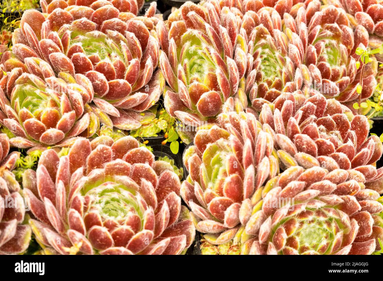 Sempervivum 'Werberianum', ornemental, Houseleeeeeeeeks, jardin, succulents, Culture, décoration, Hen et poussins, plante Banque D'Images