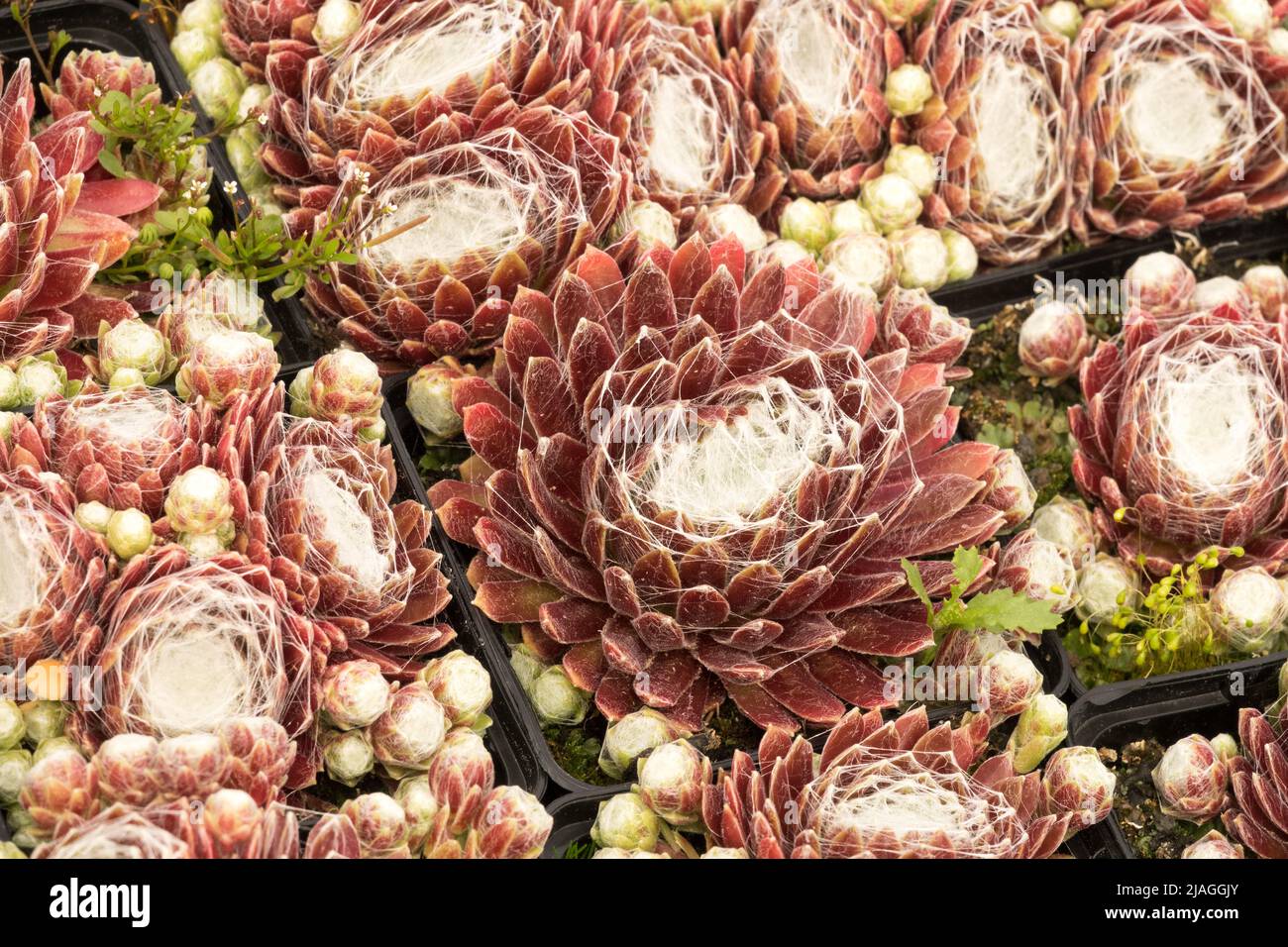 Poules et poussins, Sempervivum rubrum, Houseleek, Sempervivum, rubrum, Succulent, plante, décoratif, gros plan, succulents Banque D'Images