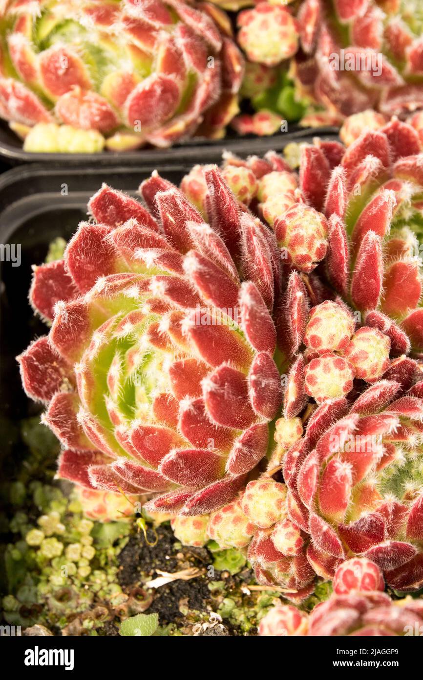 Sempervivum Alpha, Houseleek, Sempervivum, succulent, Hen et poussins Banque D'Images