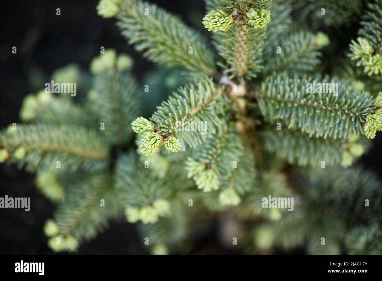 Un Abies lasiocarpa compacta Près. Banque D'Images