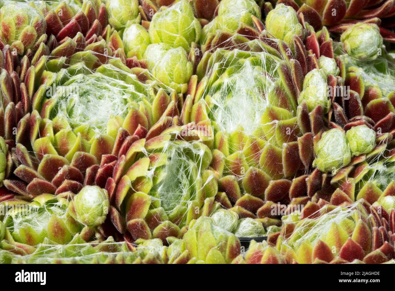 Succulent, Houseleek, Sempervivum, Hen et poussins, Sempervivum Kramer Spinrad, Décoratif, Houseleeeeeeks, ornemental, plante Banque D'Images