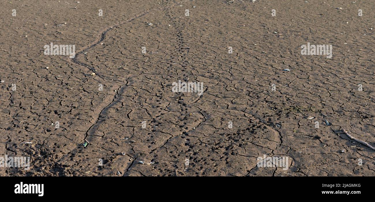 Fond de lac séché avec terre fissurée et traces d'animal inconnu Banque D'Images