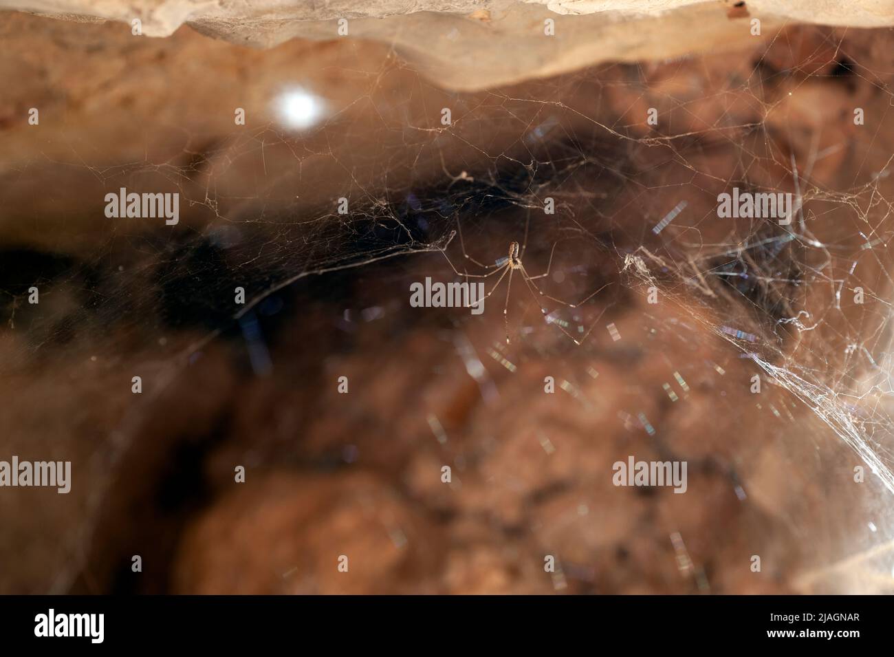 Araignée, araña Banque D'Images