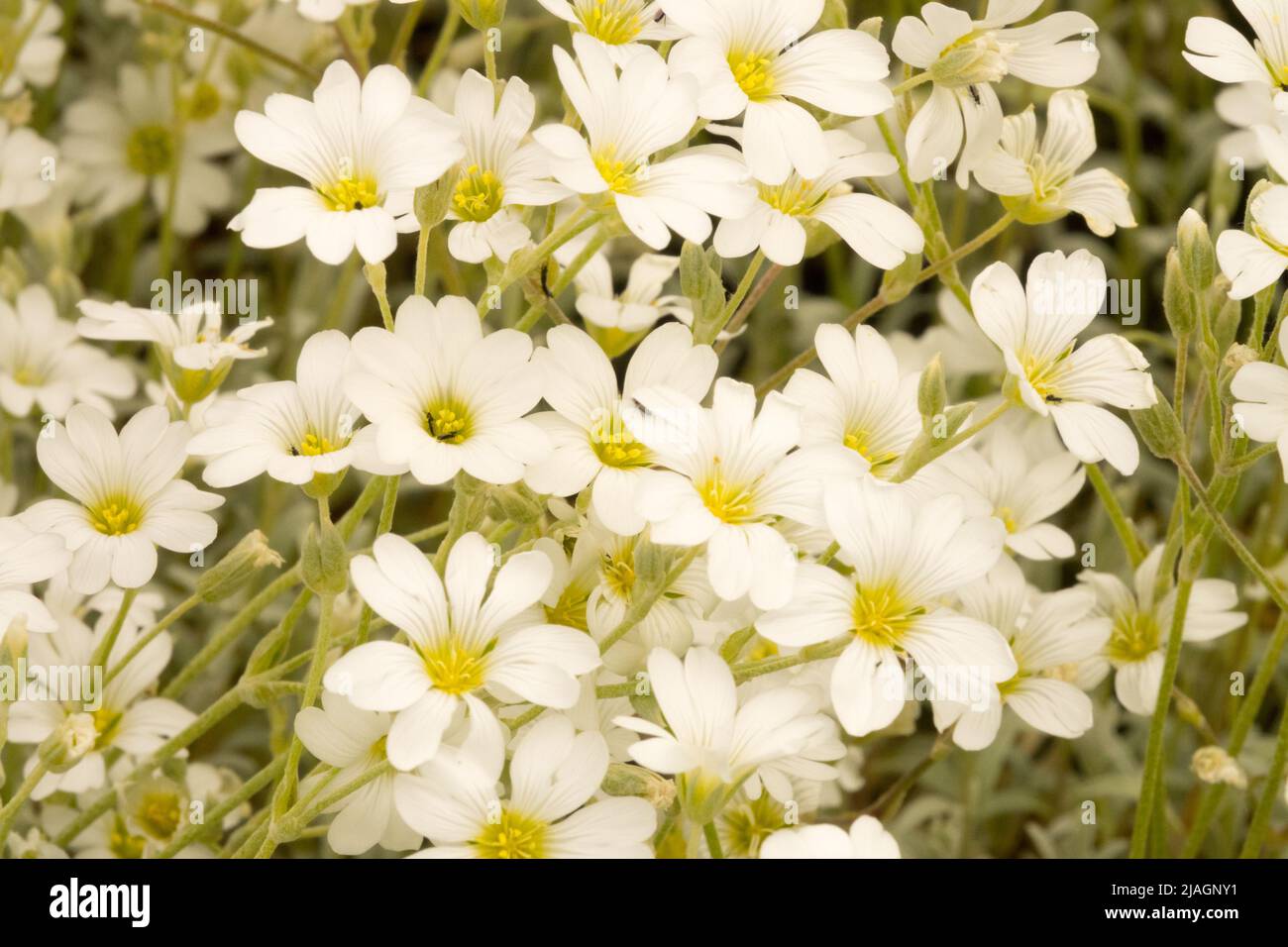 Cerastium tomentosum, Cerastium 'Silberteppich', pousse-pousse-pousse, neige en été, blanc, Fleurs, plante gros plan fleur Banque D'Images