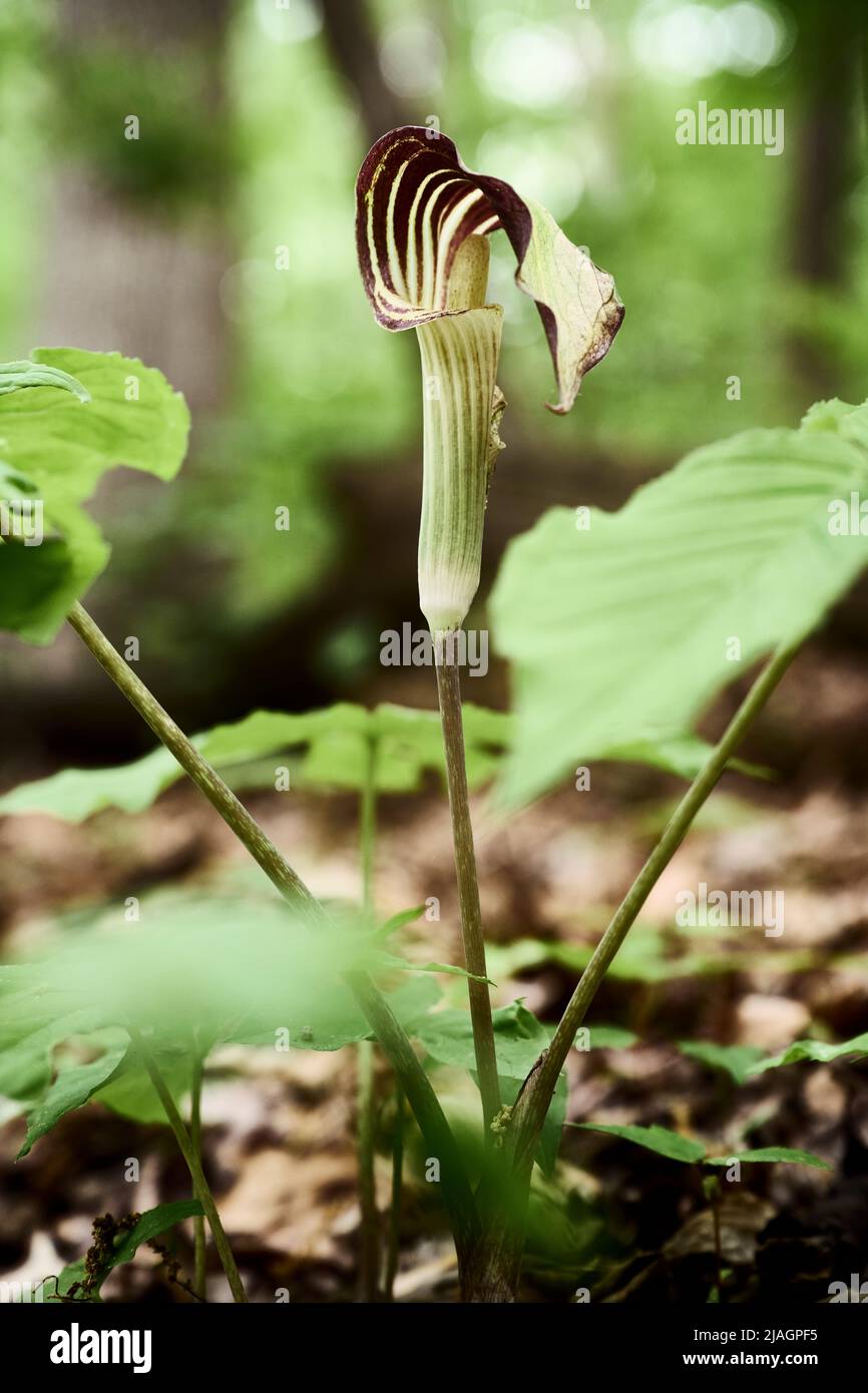 Jack in the Pulpit Banque D'Images