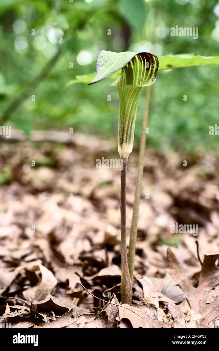 Jack in the Pulpit Banque D'Images