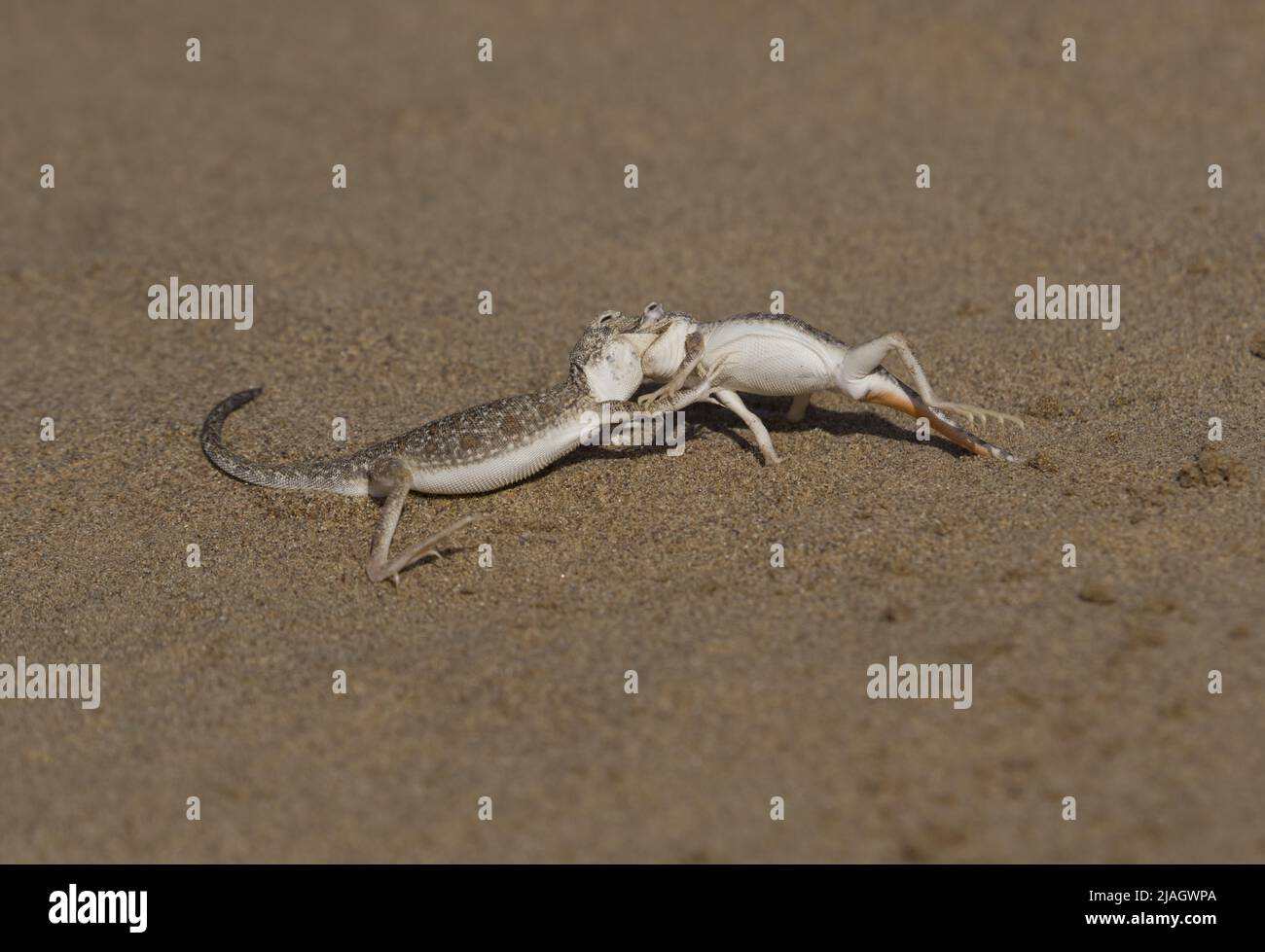 L'agama à tête de crapaud arabe (Phrynocephalus arabicus) est une espèce d'agamid lizard présente en Arabie Saoudite, au Qatar, aux Émirats arabes Unis, en Oman, en Iran, Banque D'Images