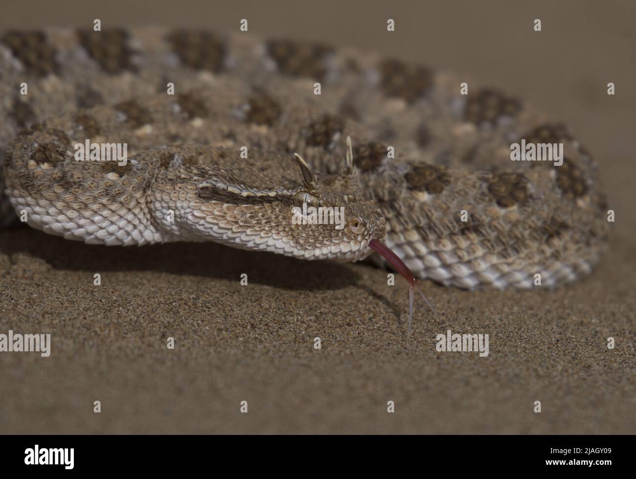 Cerastes cerastes, communément appelé vipère à cornes sahariennes ou vipère à cornes désertiques, est une espèce venimeuse de vipère. Banque D'Images