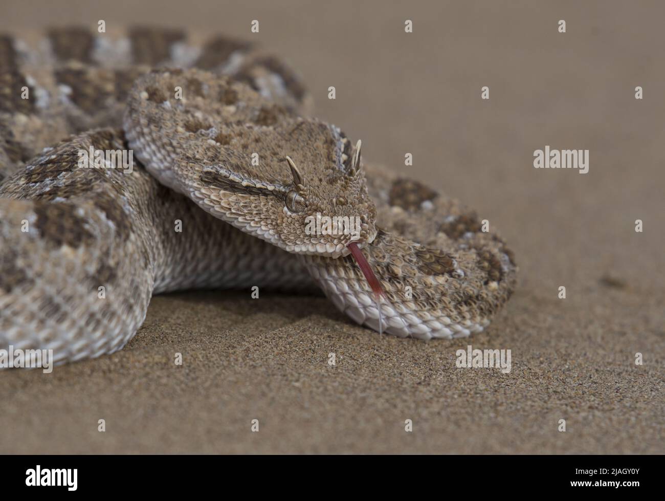 Cerastes cerastes, communément appelé vipère à cornes sahariennes ou vipère à cornes désertiques, est une espèce venimeuse de vipère. Banque D'Images