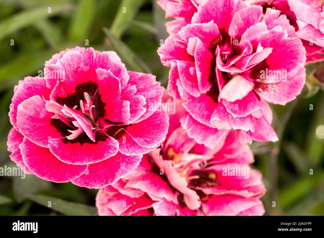 Dianthus caryophyllus, Rose, Dianthus 'Capitan Cook', Fleur, Rose, Couleur, gros plan, métier à tisser Banque D'Images