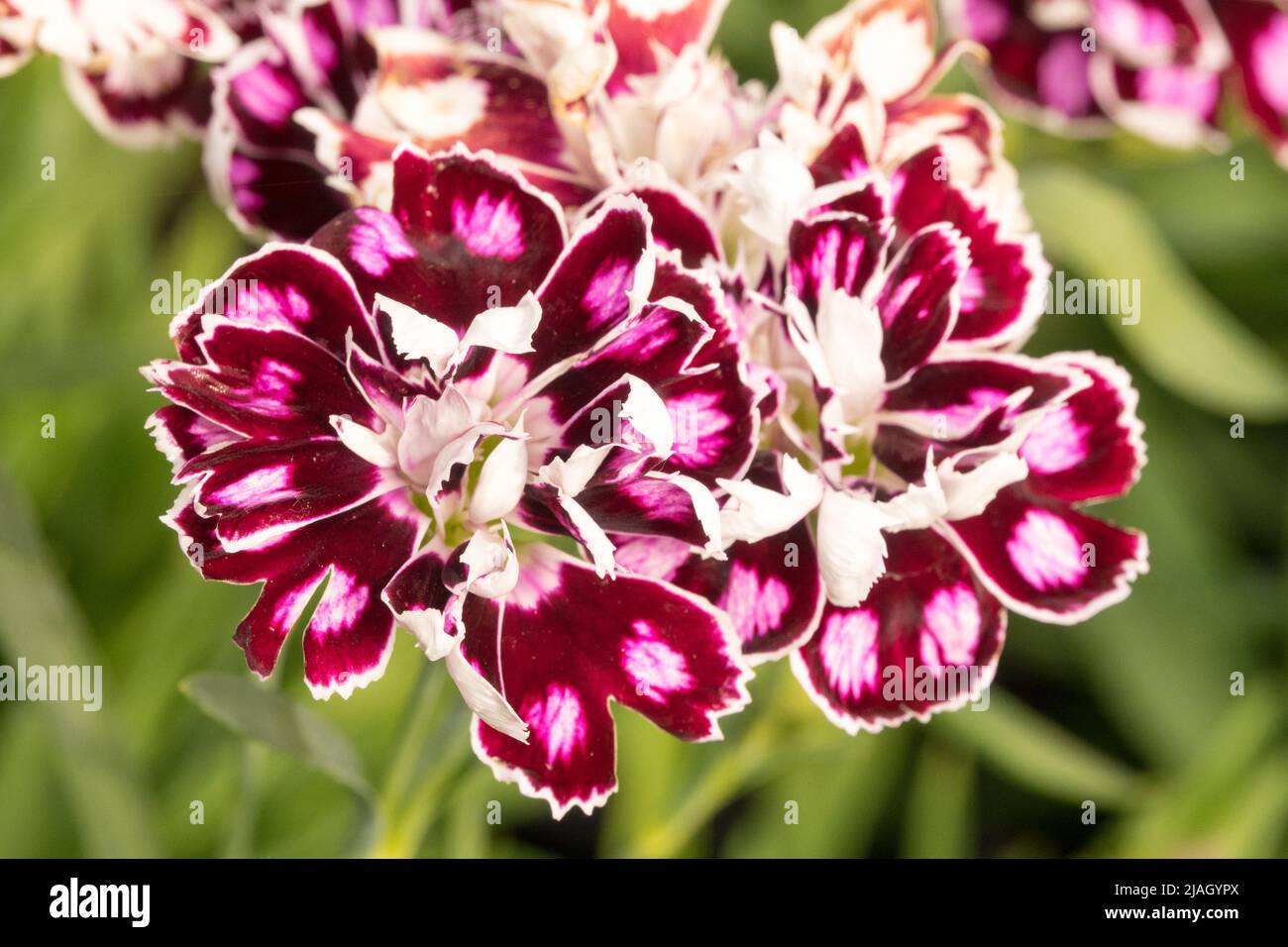 Dianthus caryophyllus, Capitan Calizo, caryophyllus, violet, blanc, Fleur, Bloom, gros plan, détail, floraison Banque D'Images