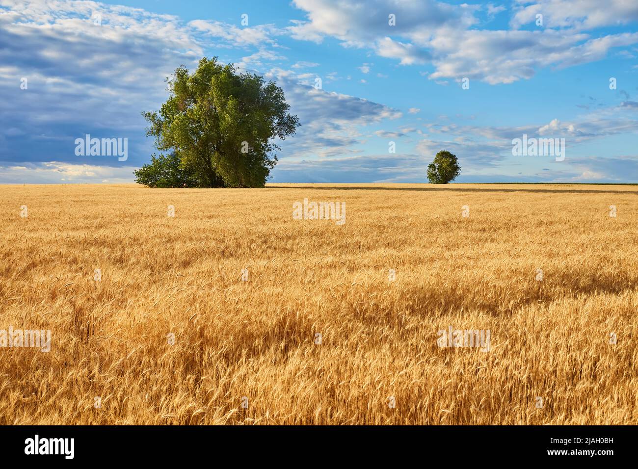 Gold le blé a menti panorama avec arbre, campagne rurale Banque D'Images