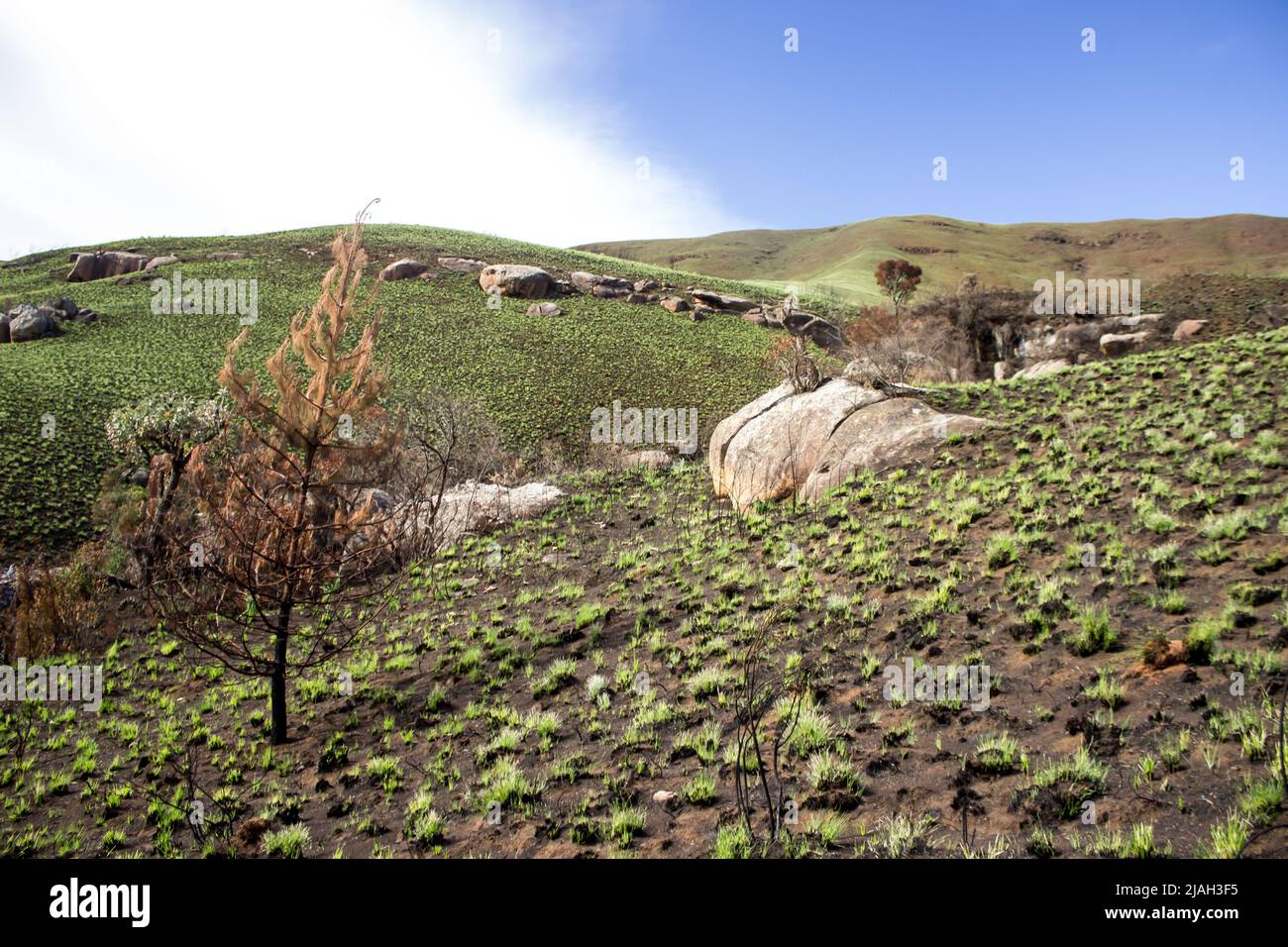 Nouvelle croissance de l'herbe dans une zone brûlée dans les prairies d'Afromontane des montagnes du Drakensberg, Afrique du Sud Banque D'Images