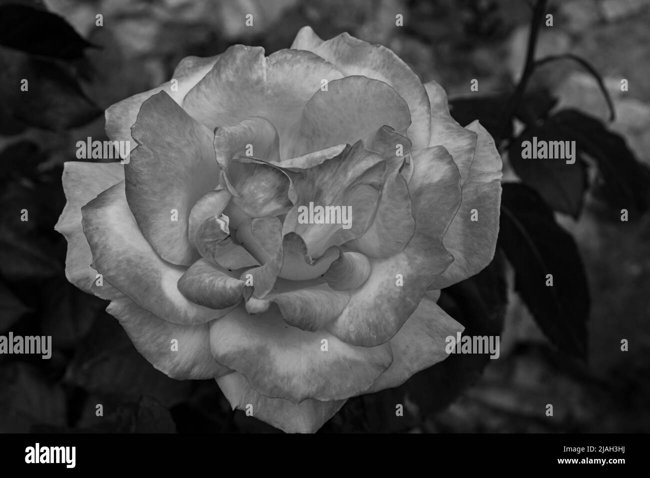 Fleurs typiques de la péninsule italienne Banque D'Images