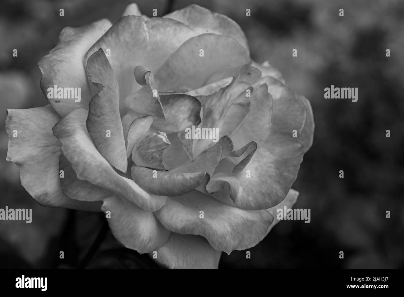 Fleurs typiques de la péninsule italienne Banque D'Images