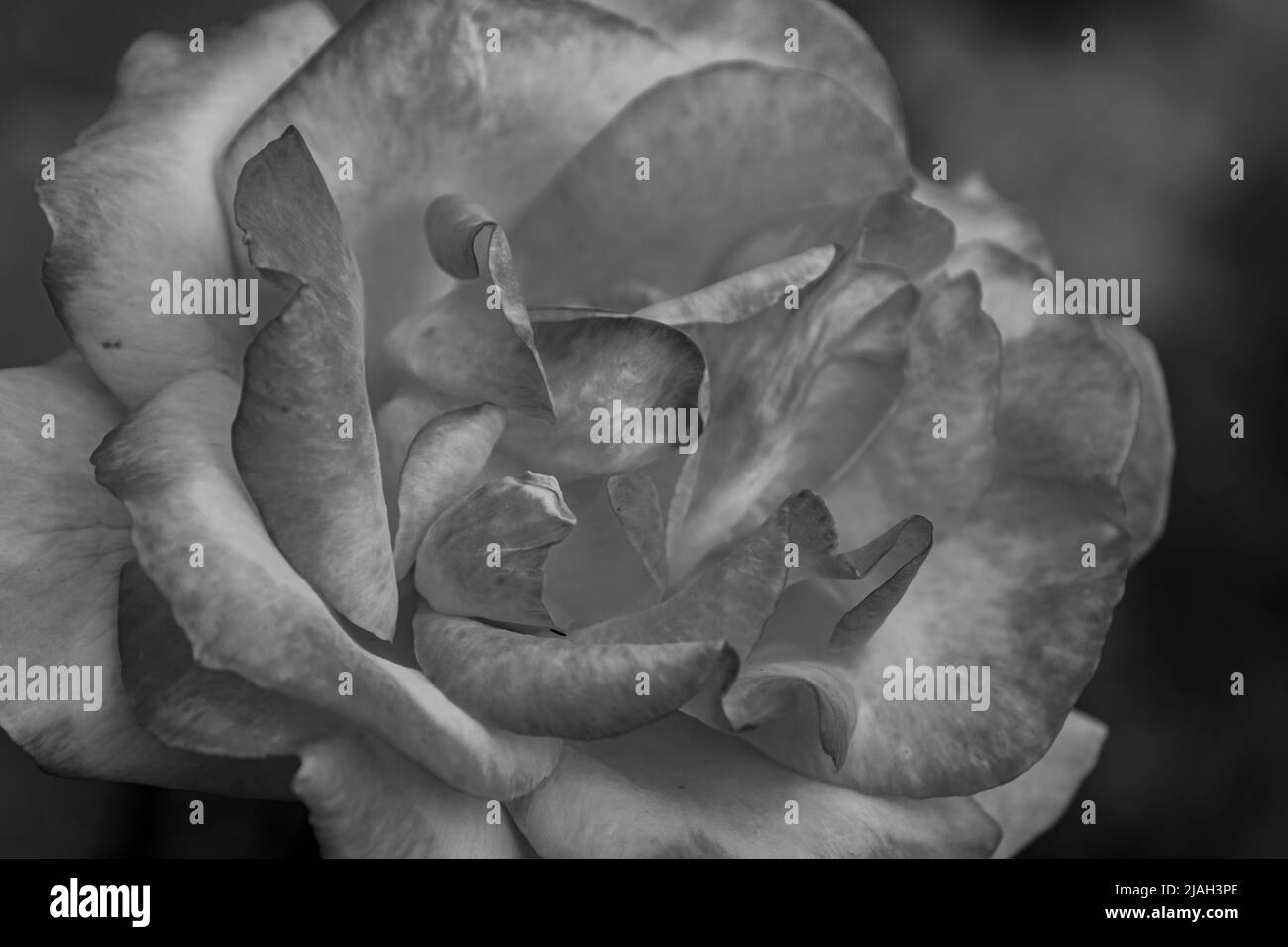Fleurs typiques de la péninsule italienne Banque D'Images