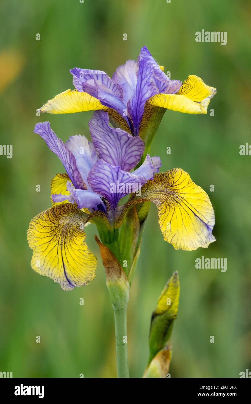 Drapeaux bleus jaunes, Iris sibérien, Iris sibirica, Iris 'o van Gogh', Iris, Portrait de fleurs Banque D'Images