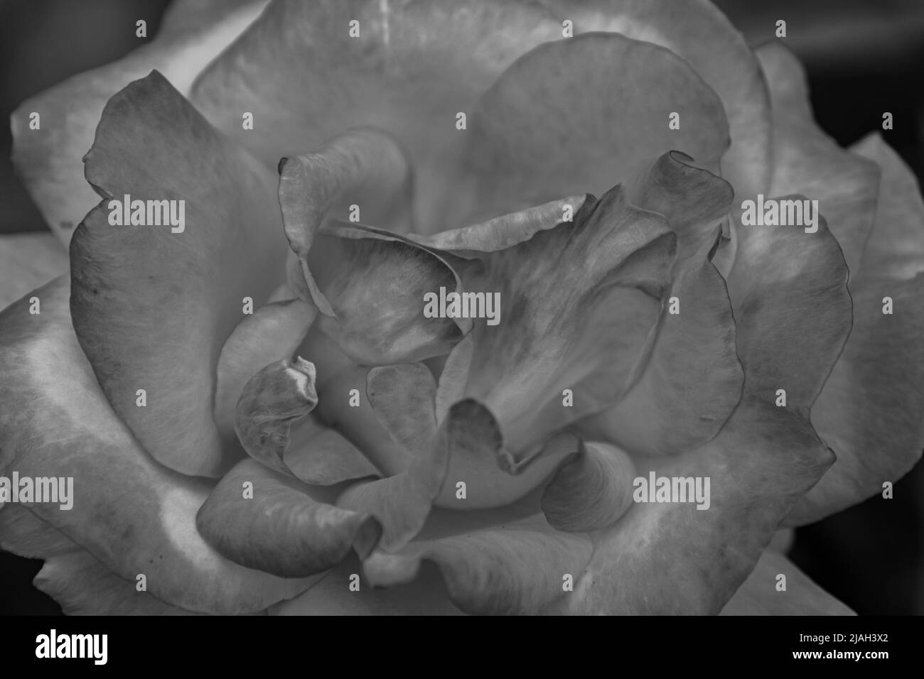 Fleurs typiques de la péninsule italienne Banque D'Images