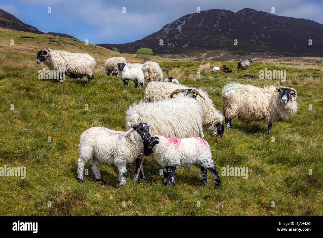 Inishowen, Irlande Banque D'Images