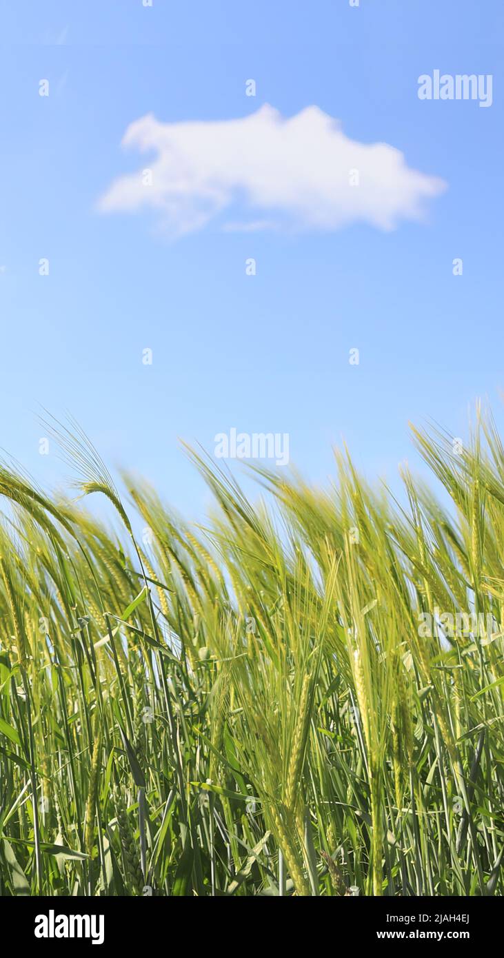 Blé dans une culture dans la campagne anglaise, ciel bleu et un seul nuage. Banque D'Images
