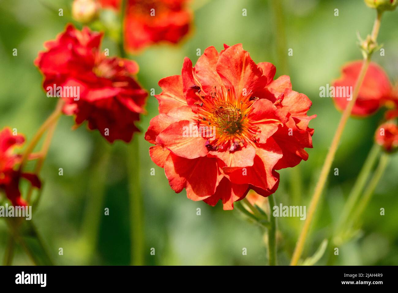 Fleur Red Geum 'Feuerball' ou Geum 'Mrs J. Bradshaw' Banque D'Images