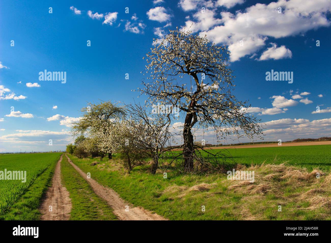 Un sentier poussiéreux entre les champs verts le jour du printemps sous un ciel bleu avec des nuages. Banque D'Images Un sentier poussiéreux entre les champs verts le jour du printemps sous un ciel bleu avec des nuages. Banque D'Images