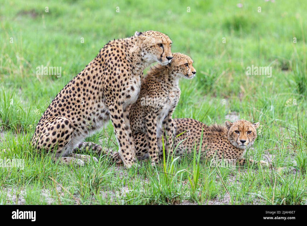 Cheetah dans la prairie du delta d'Okavango Banque D'Images