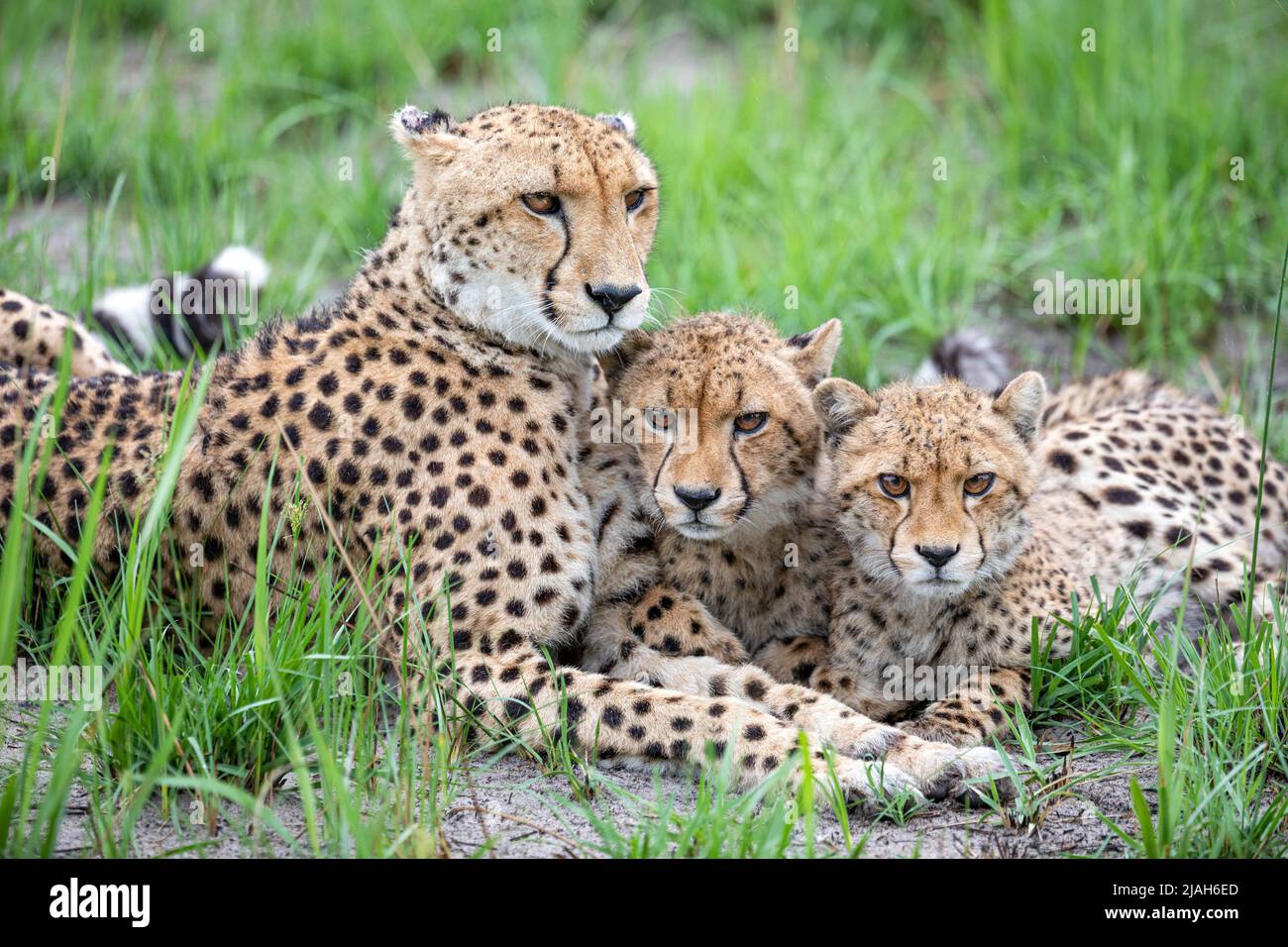 Cheetah dans la prairie du delta d'Okavango Banque D'Images